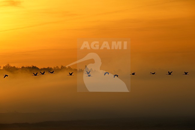 Common Cranes morning light stock-image by Agami/Chris van Rijswijk,