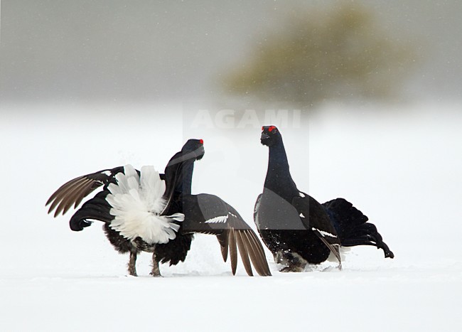 Vechtende mannetjes Korhoen in de sneeuw, Males Black grouse fighting in the snow stock-image by Agami/Danny Green,