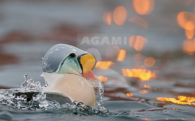 King Eider male (Somateria spectabilis) Norway BÃ¥tsfjord March  2013 stock-image by Agami/Markus Varesvuo,