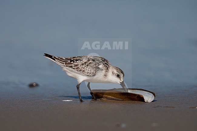Drieteenstrandloper foeragerend op Amerikaanse zwaardschede; Sanderling feeding on American Jack knife clam stock-image by Agami/Arnold Meijer,
