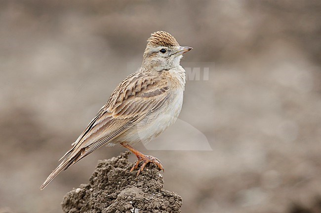 Greater Short-toed Lark (Calandrella brahydactyla), side view of an adult standing on the ground, Campania, Italy stock-image by Agami/Saverio Gatto,