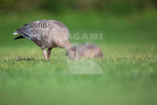 First-winter Pink-footed Goose (Anser brachyrhynchus) in urban area in Germany (Baden-Württemberg). Grazing on a lawn. stock-image by Agami/Ralph Martin,