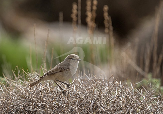 Plain Leaf Warbler (Phylloscopus neglectus) in Iran. stock-image by Agami/Pete Morris,