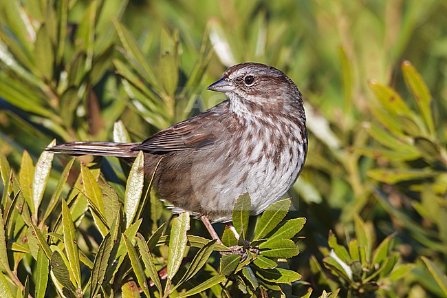 Zanggors in Gray Harbour Co Washington; Song Sparrow in Gray Harbour Co Washington stock-image by Agami/Brian E Small,