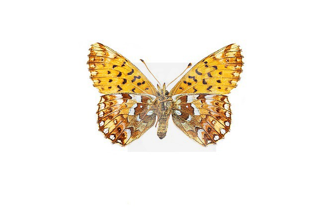 Cranberry Fritillary, Veenbesparelmoervlinder, Boloria aquilonar stock-image by Agami/Wil Leurs,
