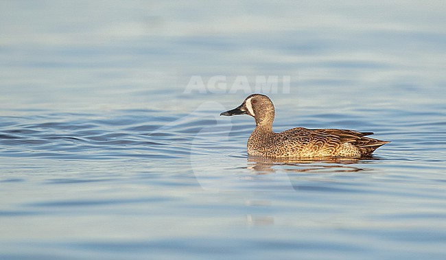 First-winter Blue-winged Teal (Spatula discors) wintering at Salton Sea, California, USA. stock-image by Agami/Ian Davies,