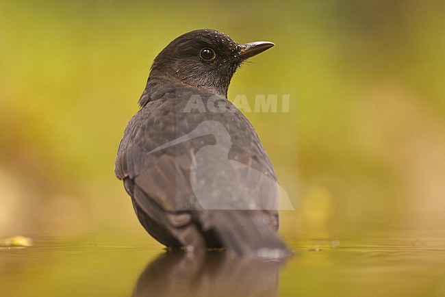 Merel in waterplasje, Eurasian Blackbird in water stock-image by Agami/Hans Germeraad,