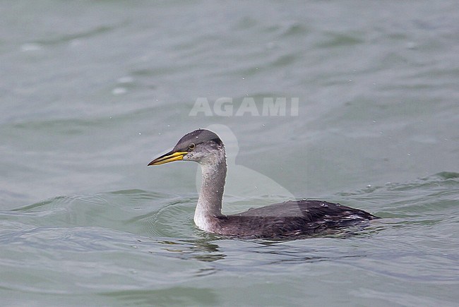 Wintering Red-necked Grebe (Podiceps griseigena) along the North Sea coast in the Benelux. stock-image by Agami/Kris de Rouck,