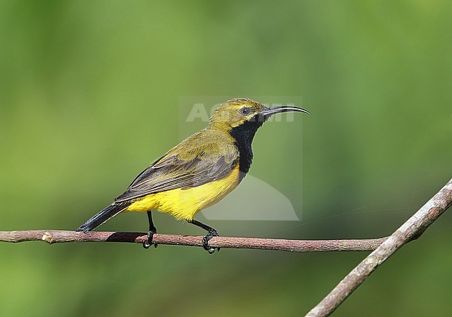 Male Sahul Sunbird (Cinnyris frenatus) at Daintree in Queensland, Australia. stock-image by Agami/Aurélien Audevard,