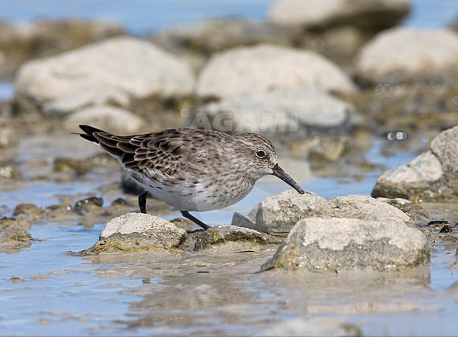 Overwinterende Bonapartes Strandloper; Wintering White-rumped Sandpiper stock-image by Agami/Marc Guyt,