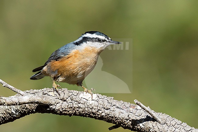 Adult male Red-breasted Nuthatch, Sitta canadensis
Monterey County, California, USA
During autumn migration. stock-image by Agami/Brian E Small,