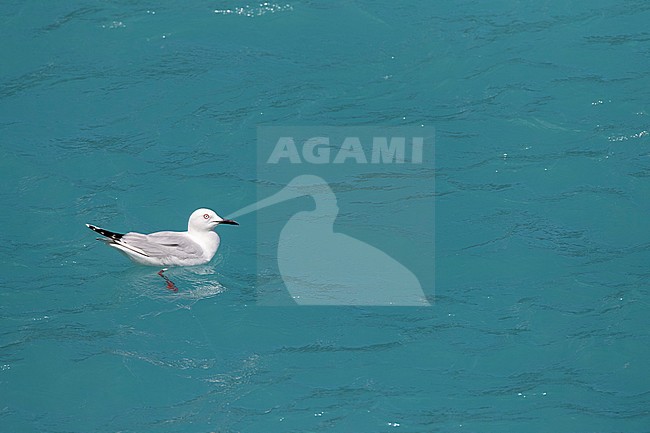 Black-billed Gull (Chroicocephalus bulleri) in New Zealand. An endangered endemic species of gull. Adult swimming in blue colored river on South Island. stock-image by Agami/Marc Guyt,