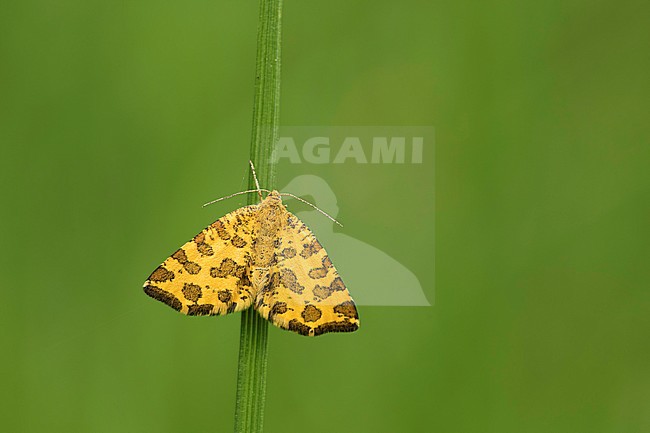 Boterbloempje; Speckled yellow; stock-image by Agami/Walter Soestbergen,