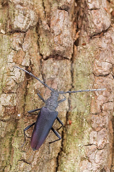 Cerambyx cerdo - Great Capricorn Beetle - Großer Eichenheldbock, Germany, imago, female stock-image by Agami/Ralph Martin,