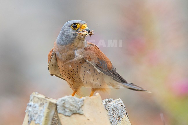 Lesser Kestrel, Matera, Basilicata, Italy (Falco naumanni) stock-image by Agami/Saverio Gatto,