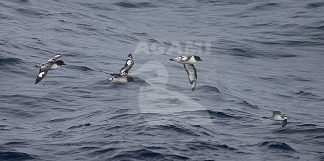 Cape Petrel group flying above open ocean; Kaapse Stormvogel groep vliegend boven de oceaan stock-image by Agami/Marc Guyt,