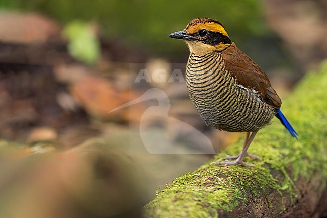 Bornean Banded-Pitta (Hydrornis schwaneri) Perched on the ground in Borneo stock-image by Agami/Dubi Shapiro,