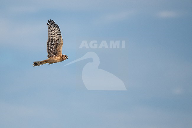 First-winter Hen Harrier (Circus cyaneus) flying over a rural field in Germany (Niedersachsen). stock-image by Agami/Ralph Martin,