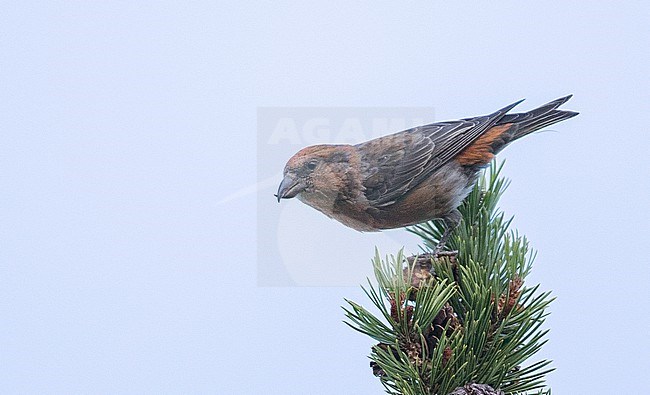 Cassia Crossbill (Loxia sinesciuris) during autumn in pine forest at Porcupine Springs, Cassia, Idaho, United States. A recently split endemic. stock-image by Agami/Ian Davies,