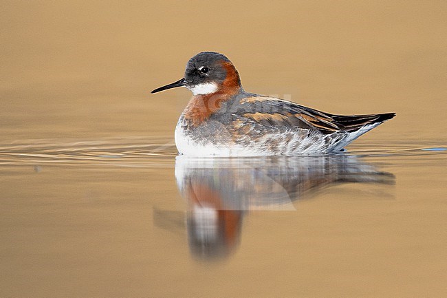 Red-necked Phalarope  (Phalaropus lobatus), side view of an adult female swimming, Western Region, Iceland stock-image by Agami/Saverio Gatto,