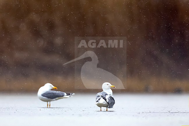 Adult Yellow-legged Gull (Larus michahellis) in Italy. stock-image by Agami/Daniele Occhiato,