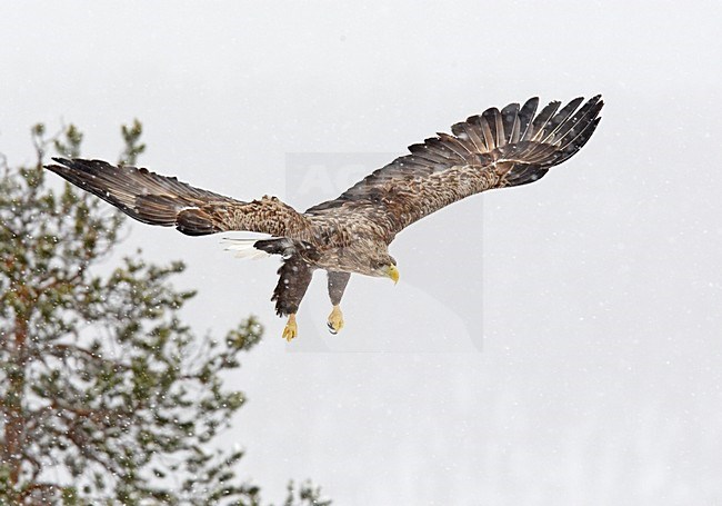 Zeearend; White-tailed Eagle stock-image by Agami/Markus Varesvuo,