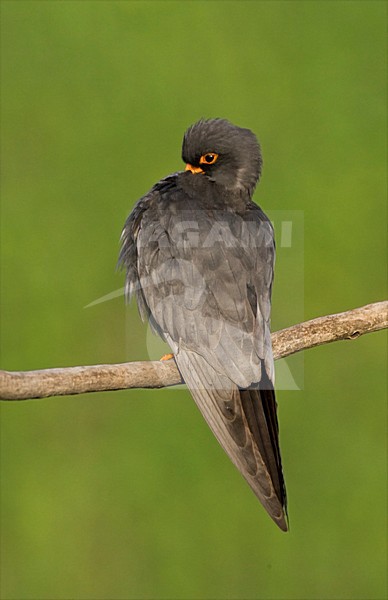 Roodpootvalk, Red-Footed Falcon, Falco vespertinus stock-image by Agami/Marc Guyt,