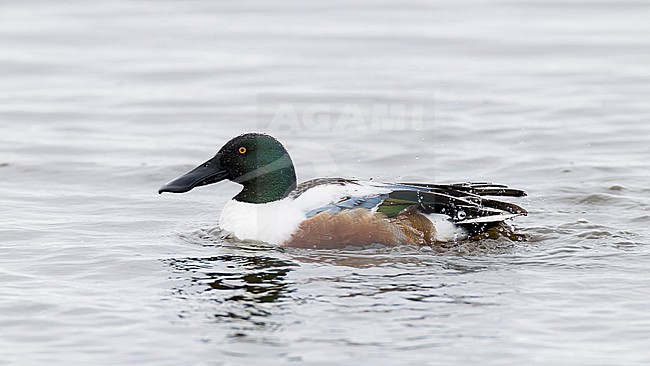 A bathing adult male northern shoveler (spatula clypeata) stock-image by Agami/Mathias Putze,