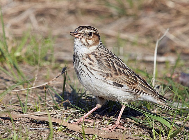 Boomleeuwerik, Wood Lark stock-image by Agami/Markus Varesvuo,