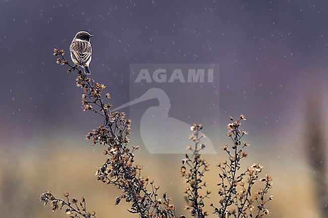 European Stonechat (Saxicola rubicola) in Italy. stock-image by Agami/Daniele Occhiato,