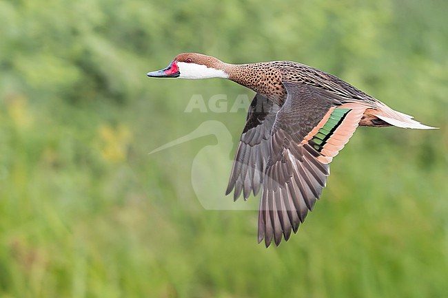 White-cheeked Pintail (Anas bahamensis) taking off from a pond in Argentina stock-image by Agami/Dubi Shapiro,