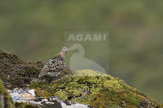 Witbuik-kwartelsnip; White-bellied Seedsnipe stock-image by Agami/Marc Guyt,