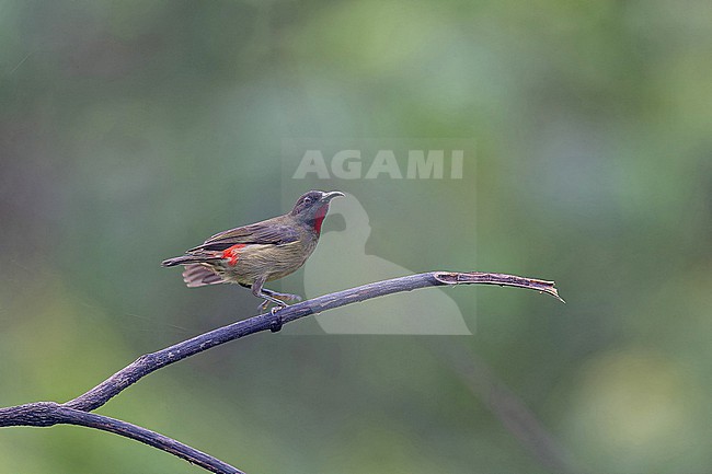 Crimson-rumped Myzomela (Myzomela eichhorni) in the Solomon Islands. stock-image by Agami/Pete Morris,