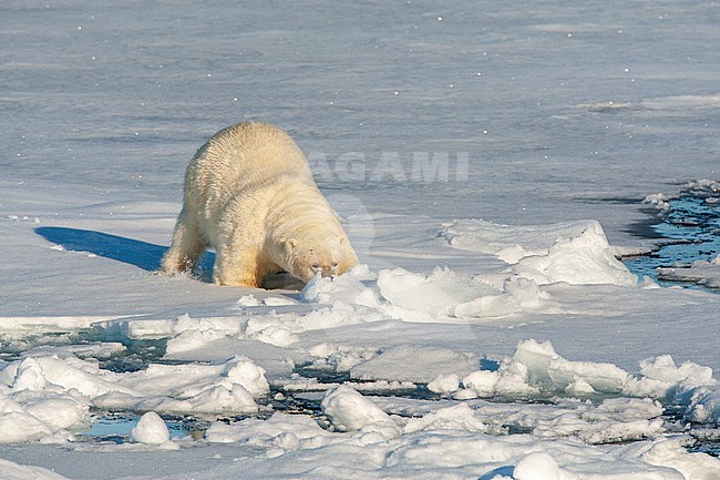 Adult Polar Bear (Ursus maritimus) putting his face in the snow on top of the drift ice north of Svalbard, arctic Norway. stock-image by Agami/Marc Guyt,