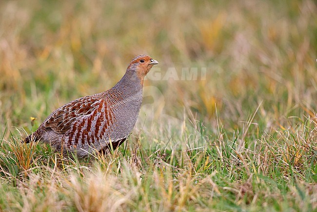 a watchful partridge stock-image by Agami/Chris van Rijswijk,