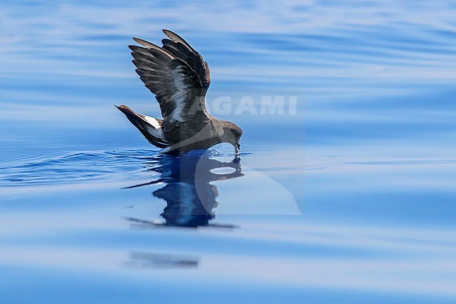 European Storm Petrel (Hydrobates pelagicus melitensis), individual in catching food on the water surface stock-image by Agami/Saverio Gatto,