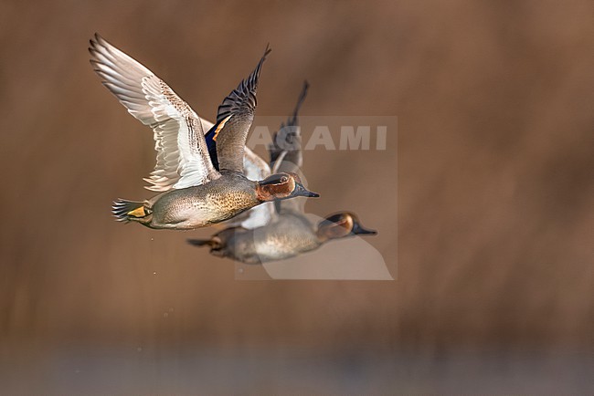 Eurasian Teal, Anas crecca, in Italy. stock-image by Agami/Daniele Occhiato,