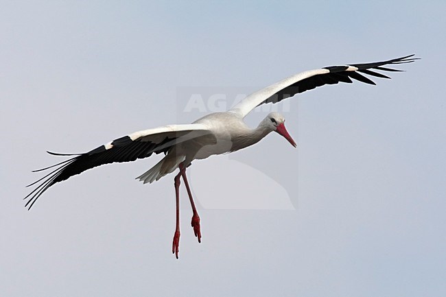 Ooievaar landend Nederland, White Stork landing Netherlands stock-image by Agami/Wil Leurs,