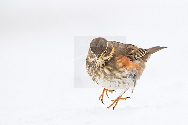 Redwing, Turdus iliacus hopping in the snow frontal image stock-image by Agami/Menno van Duijn,