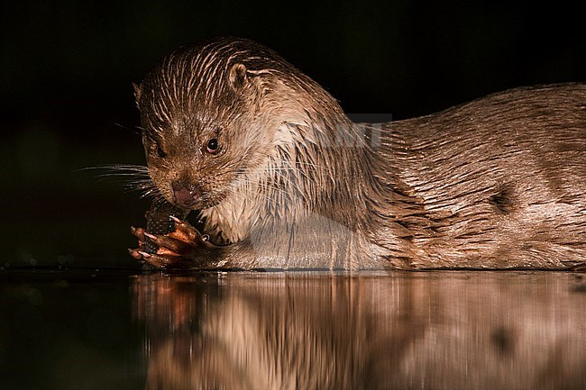 European Otter (Lutra Lutra) forging at night stock-image by Agami/Alain Ghignone,