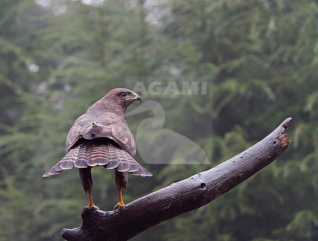 Common Buzzard (Buteo buteo) perched in a tree and spreading it's tail stock-image by Agami/Roy de Haas,