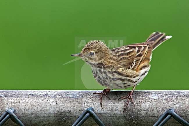 Graspieper zittend op hek; Meadow Pipit perched on fence stock-image by Agami/Rob Olivier,