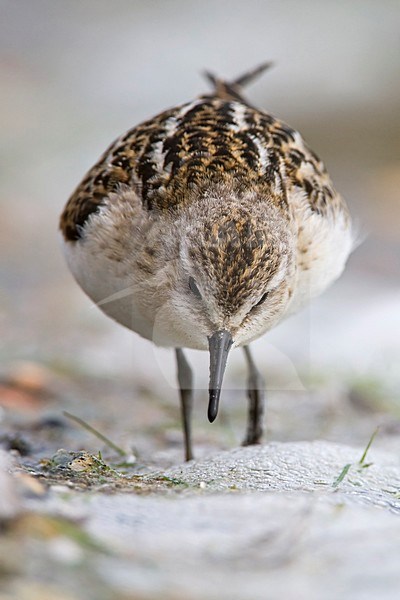 Kleine Strandloper onvolwassen Nederland, Little Stint immature Netherlands stock-image by Agami/Wil Leurs,