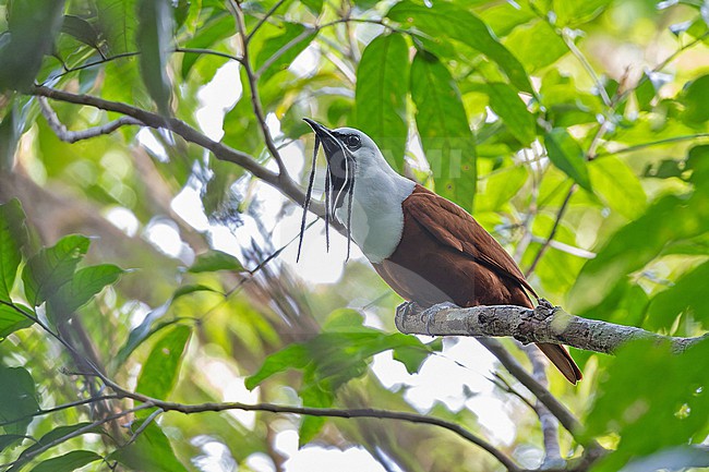 Adult male Three-wattled Bellbird, Procnias tricarunculatus, in Panama. stock-image by Agami/Pete Morris,
