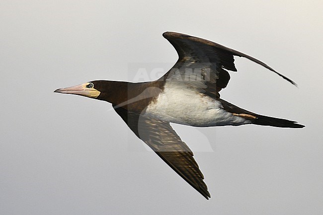 Brown Booby (Sula leucogaster) in flight over the mid-Atlantic ocean. stock-image by Agami/Laurens Steijn,