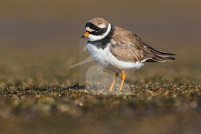 Adult Common Ringed Plover (Charadrius hiaticula) in spring in Italy. stock-image by Agami/Daniele Occhiato,