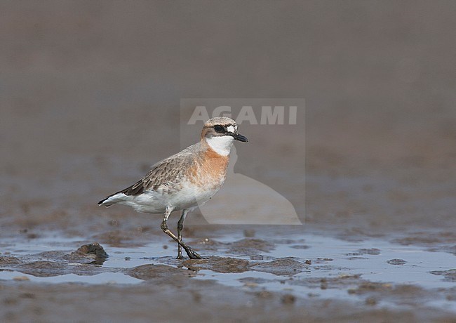 stock-image by Agami/Bas van den Boogaard,