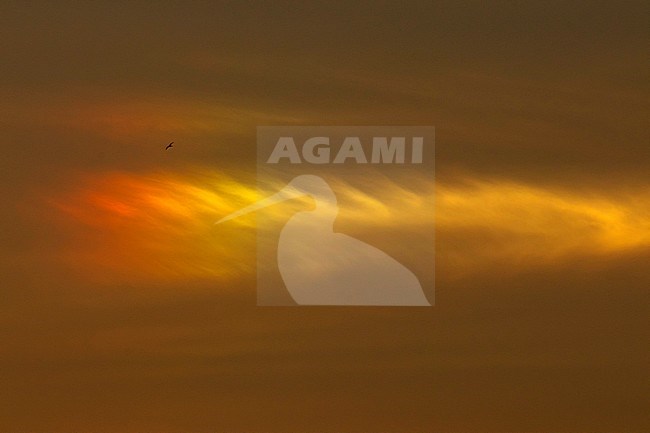 Gull flying in front of a Parhelion which is a beautiful atmospheric optical phenomenon stock-image by Agami/Edwin Winkel,