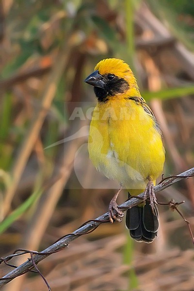 Perched male Asian Golden Weaver (Ploceus hypoxanthus), seen from the front. stock-image by Agami/Dubi Shapiro,