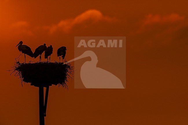 White Stork (Ciconia ciconia). Nest with 1 adult and 3 juveniles during sunset stock-image by Agami/Edwin Winkel,